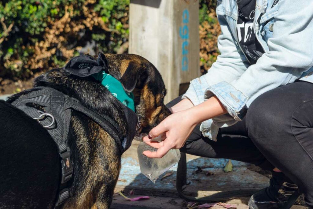 psychiatric service dog documentation