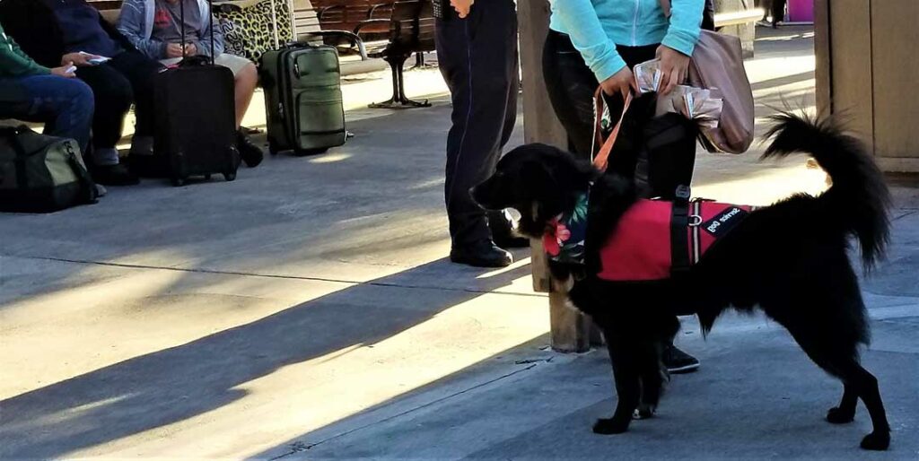 travel with psychiatric service dog