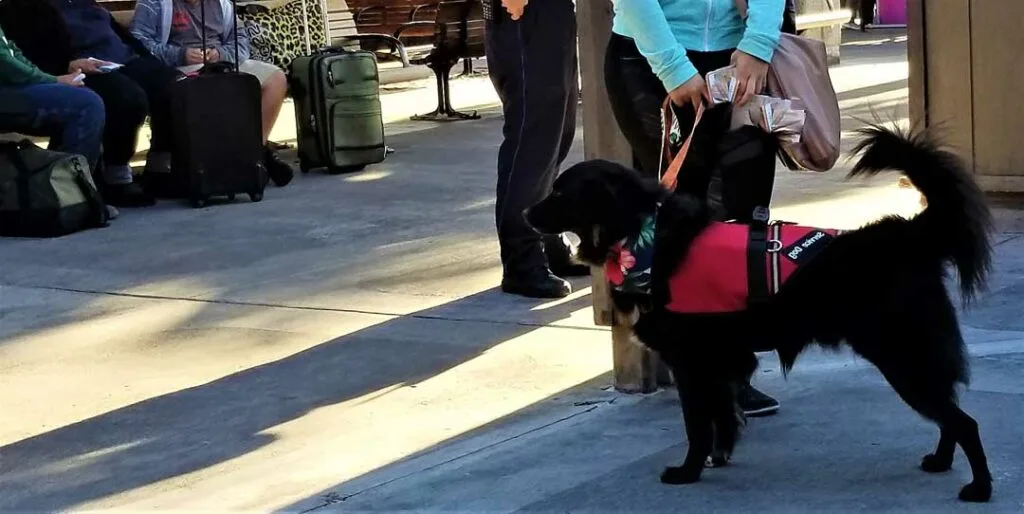 travel with psychiatric service dog